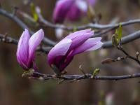 Magnolienblüten violett